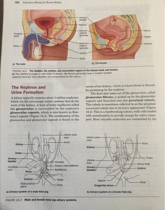 Introduction The Digestive Tract Absorbs Nutrients As Well As Sub Stances That We Cannot Metabolize Also Metabolism 4