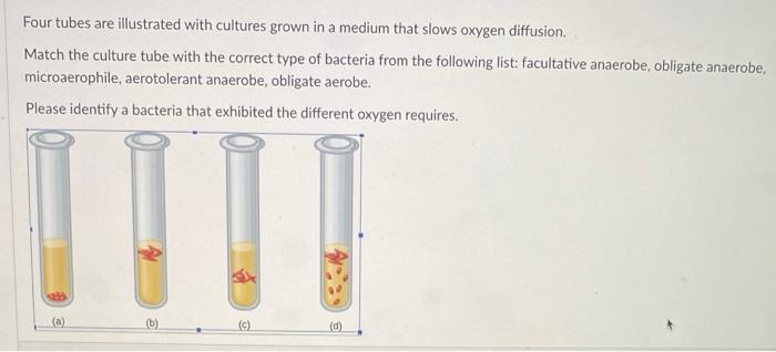 Four Tubes Are Illustrated With Cultures Grown In A Medium That Slows Oxygen Diffusion Match The Culture Tube With The 1