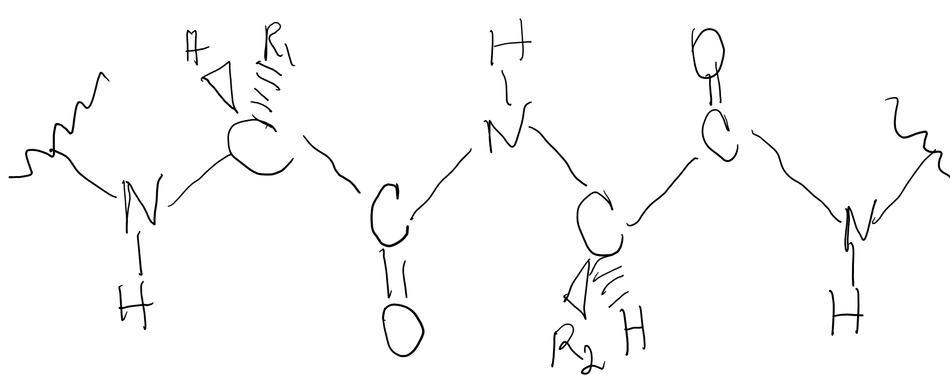 Below Is One Strand Of The Beta Pleated Sheet Draw Another Strand To Represent The Parallel Conformation Of The Beta Pl 1