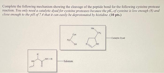 Complete The Following Mechanism Showing The Cleavage Of The Peptide Bond For The Following Cysteine Protease Reaction 1