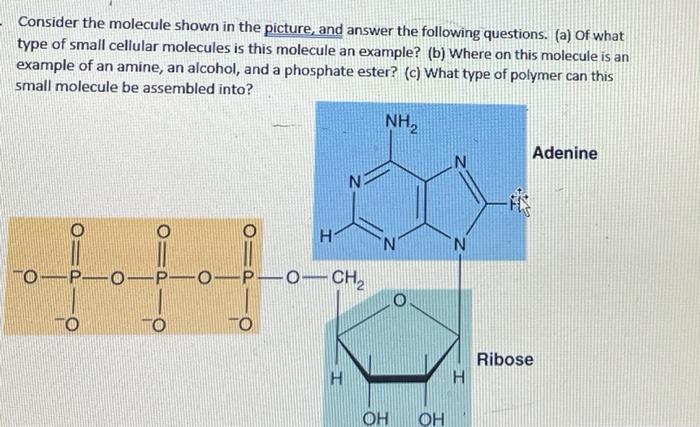 Consider The Molecule Shown In The Picture And Answer The Following Questions A Of What Type Of Small Cellular Molec 1