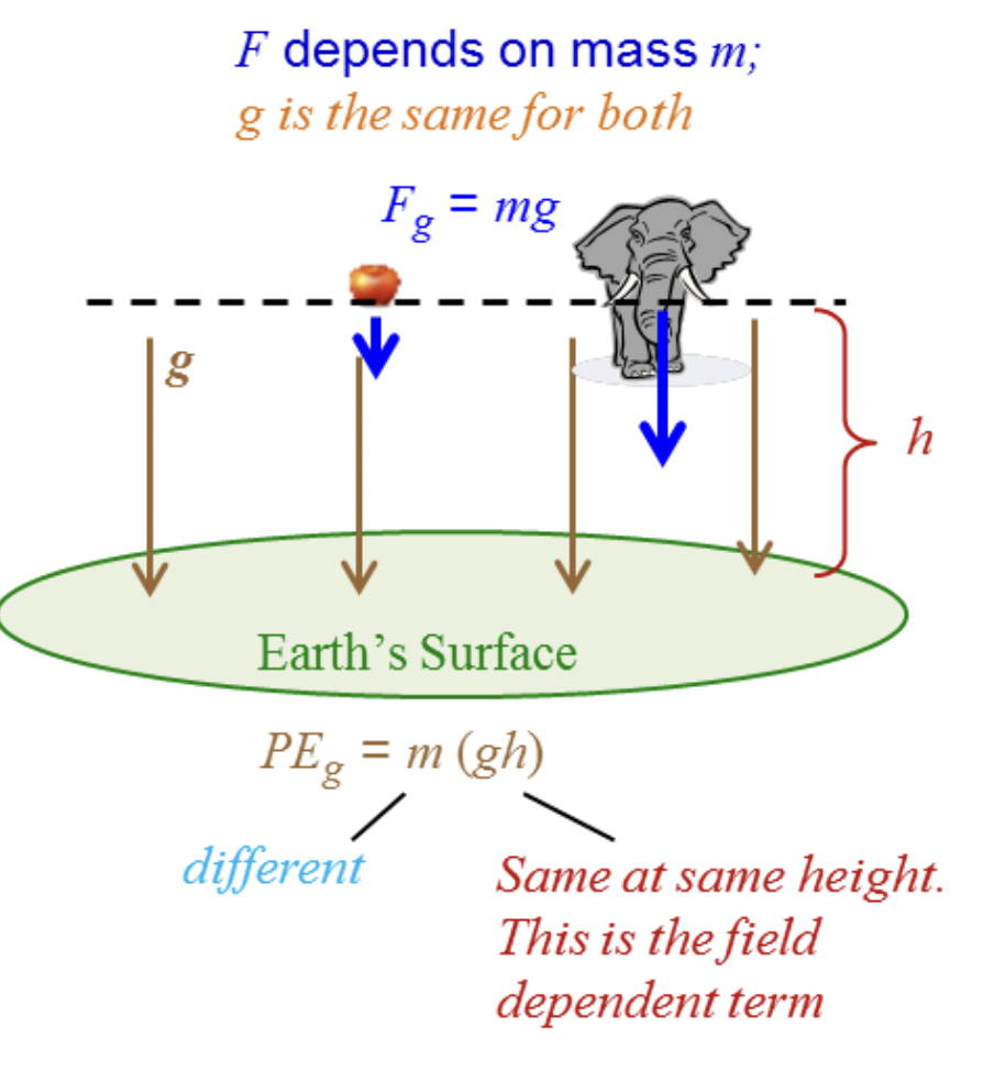 I I 8 0 G F Depends On Mass M G Is The Same For Both Fo Mg G Earth S Surface Pe M Gh G Different H Same At Same H 1