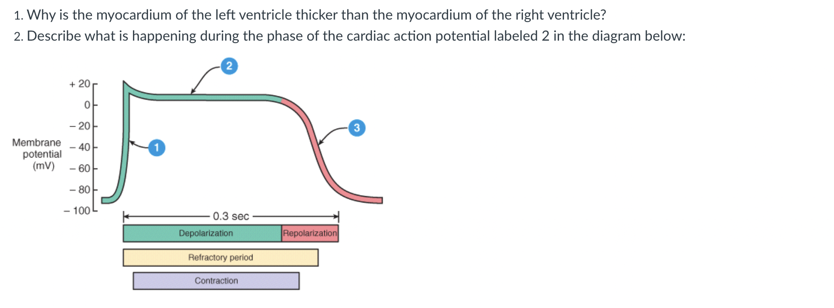 1 Why Is The Myocardium Of The Left Ventricle Thicker Than The Myocardium Of The Right Ventricle 2 Describe What Is H 1