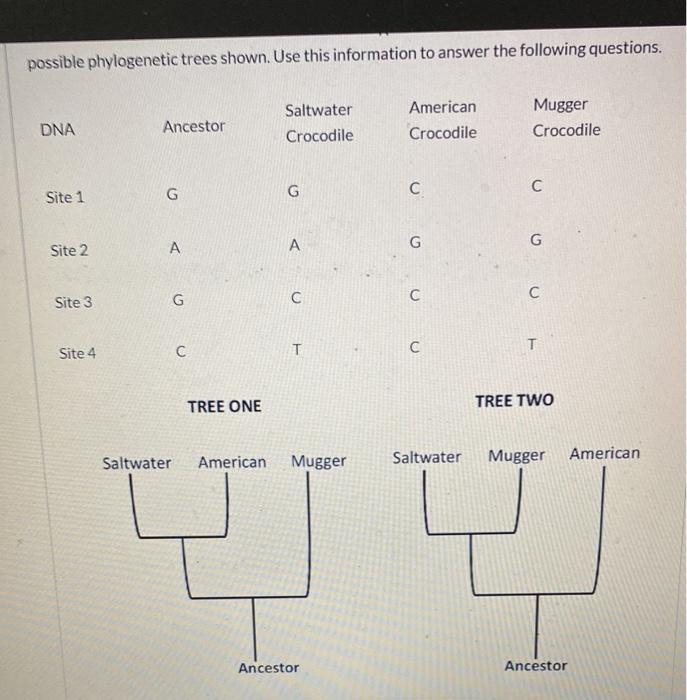 Possible Phylogenetic Trees Shown Use This Information To Answer The Following Questions Dna Site 1 Site 2 Site 3 Site 1