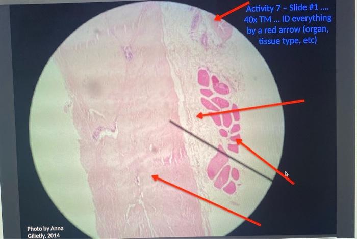 What Are The Four Tissues Organs Pointed To By The Red Arrows On Slide 1 What Visual Clues Did You Use To Make Your Dec 2