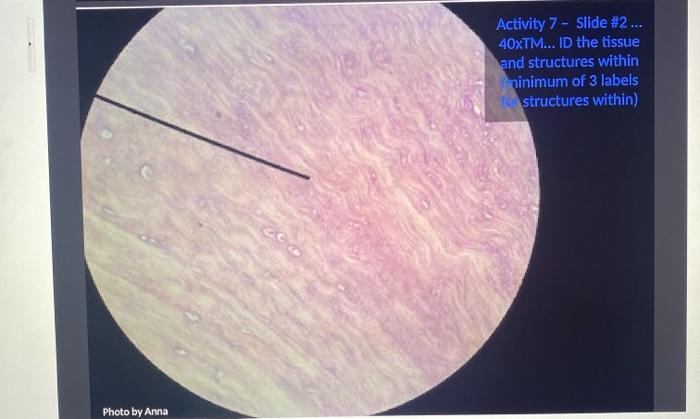What Are The Four Tissues Organs Pointed To By The Red Arrows On Slide 1 What Visual Clues Did You Use To Make Your Dec 3