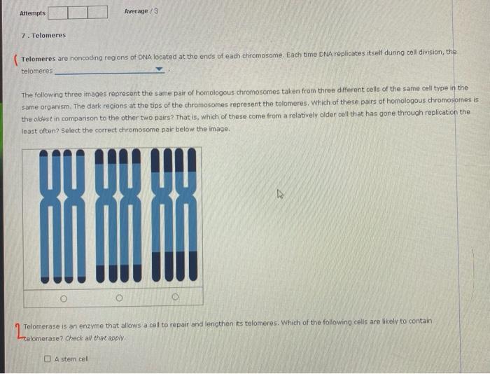 Attempts 7 Telomeres Average 3 Telomeres Are Noncoding Regions Of Dna Located At The Ends Of Each Chromosome Each Tim 1