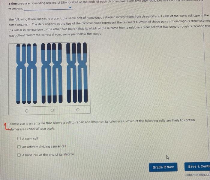 Attempts 7 Telomeres Average 3 Telomeres Are Noncoding Regions Of Dna Located At The Ends Of Each Chromosome Each Tim 2