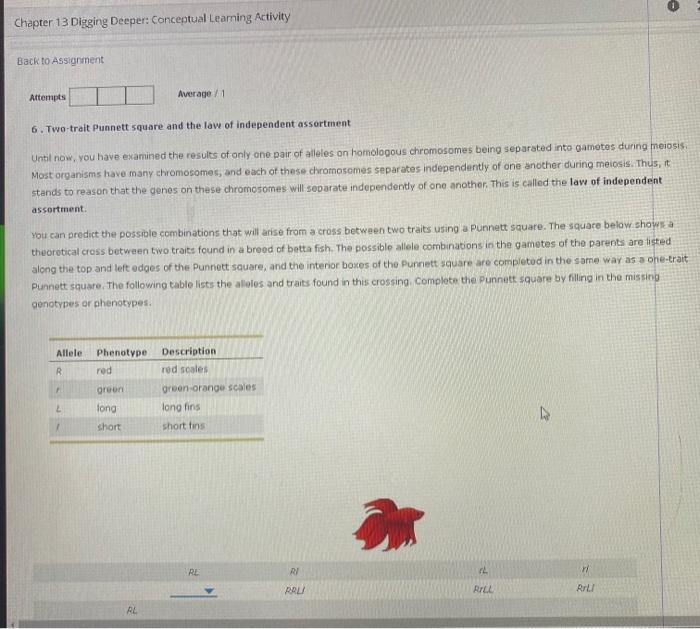 Chapter 13 Digging Deeper Conceptual Learning Activity Back To Assignment Attempts 6 Two Trait Punnett Square And The 1