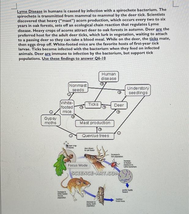 Lyme Disease In Humans Is Caused By Infection With A Spirochete Bacterium The Spirochete Is Transmitted From Mammal To 1