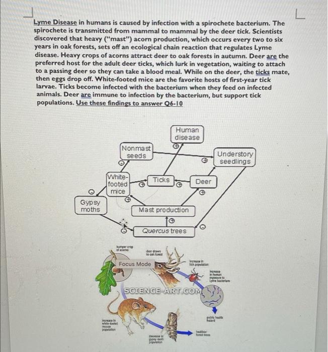 L Lyme Disease In Humans Is Caused By Infection With A Spirochete Bacterium The Spirochete Is Transmitted From Mammal T 1