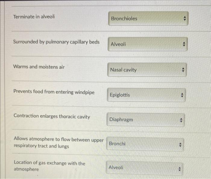 Match The Descriptions Below To The Correct Term Terms May Be Used More Than Once Location Of Vocal Cords Reinforced W 2