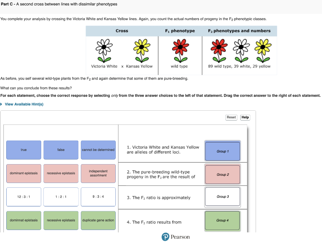 From These Crosses You Conclude That The Mutations In All Three Lines Are Recessive To The Wild Type Part A Part B Pa 4