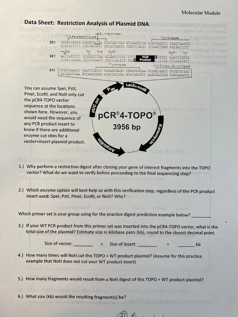 Data Sheet Restriction Analysis Of Plasmid Dna 201 261 311 Reverse Priming Site T3 Priming Site Cacacaggaa Acacciaiga C 1