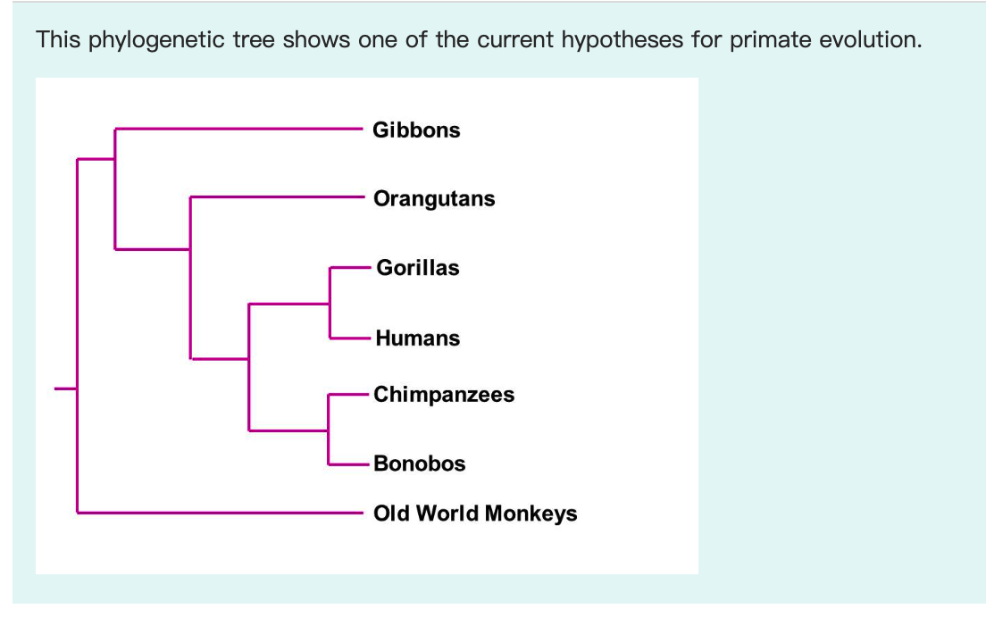 This Phylogenetic Tree Shows One Of The Current Hypotheses For Primate Evolution Gibbons Orangutans Gorillas Humans Chi 1