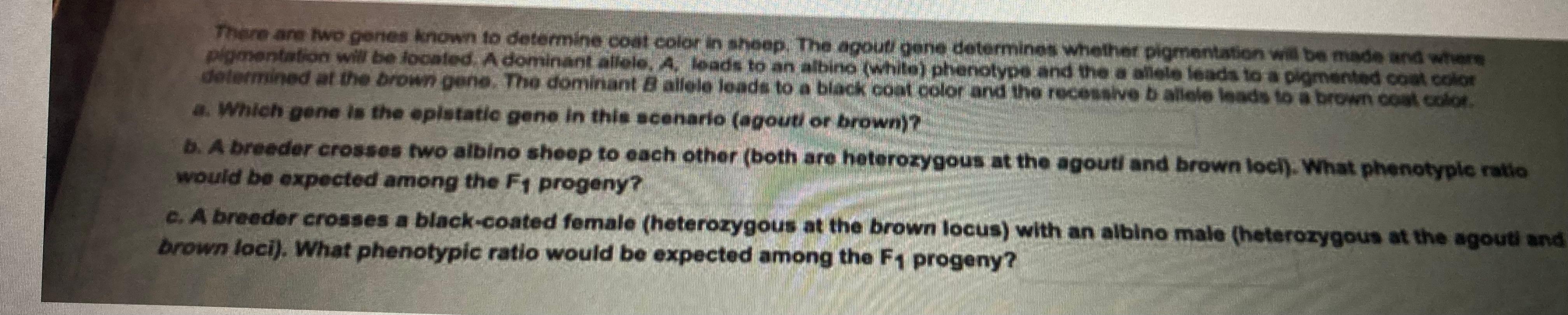 There Are Two Genes Known To Determine Coat Color In Sheep The Agout Gene Determines Whether Pigmentation Will Be Made 1