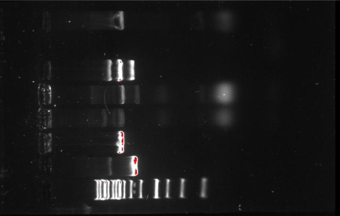 I Think I Got An Answer For A And B So C Is Critical Regardless Please Try To Answer Genetics Yeast Cloning And Seq 2