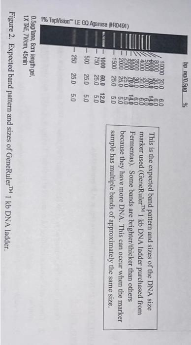 I Think I Got An Answer For A And B So C Is Critical Regardless Please Try To Answer Genetics Yeast Cloning And Seq 3