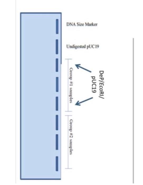 I Think I Got An Answer For A And B So C Is Critical Regardless Please Try To Answer Genetics Yeast Cloning And Seq 4