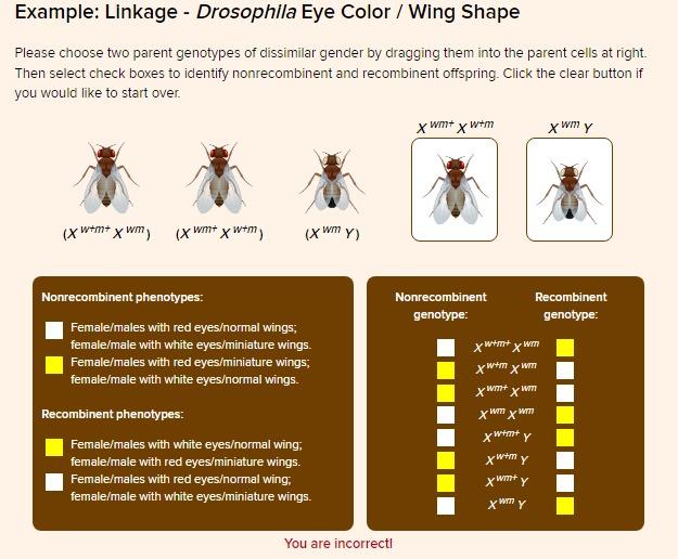 Example Linkage Drosophila Eye Color Wing Shape Please Choose Two Parent Genotypes Of Dissimilar Gender By Dragging 1