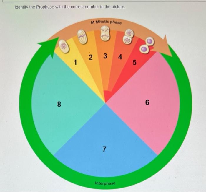 Identify The Prophase With The Correct Number In The Picture 8 1 W M Mitotic Phase 2 3 7 Interphase 4 5 6 1
