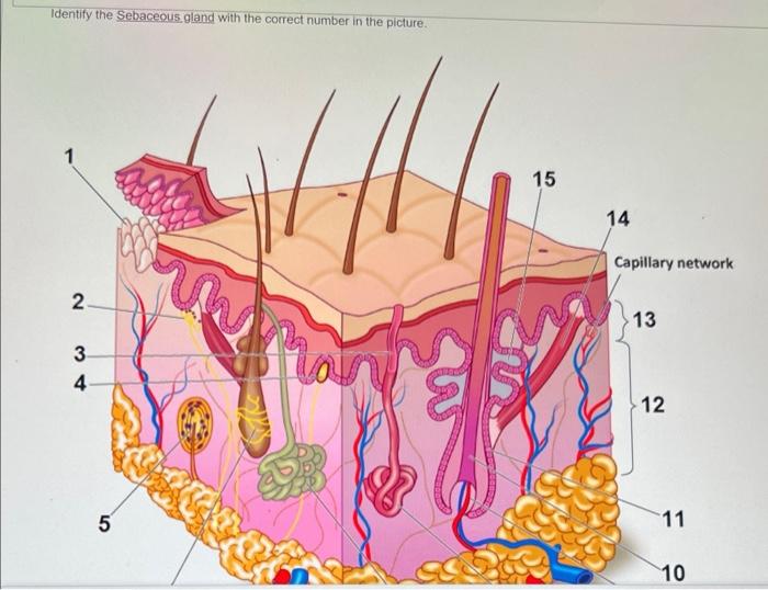 Identify The Sebaceous Gland With The Correct Number In The Picture 2 3 34 5 Var 15 14 Capillary Network 13 12 11 10 1