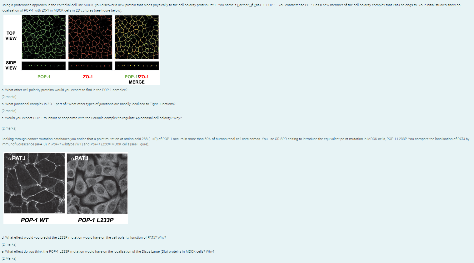 Using A Proteomics Approach In The Epithelial Cell Line Mdck You Discover A New Protein That Binds Physically To The Ce 1