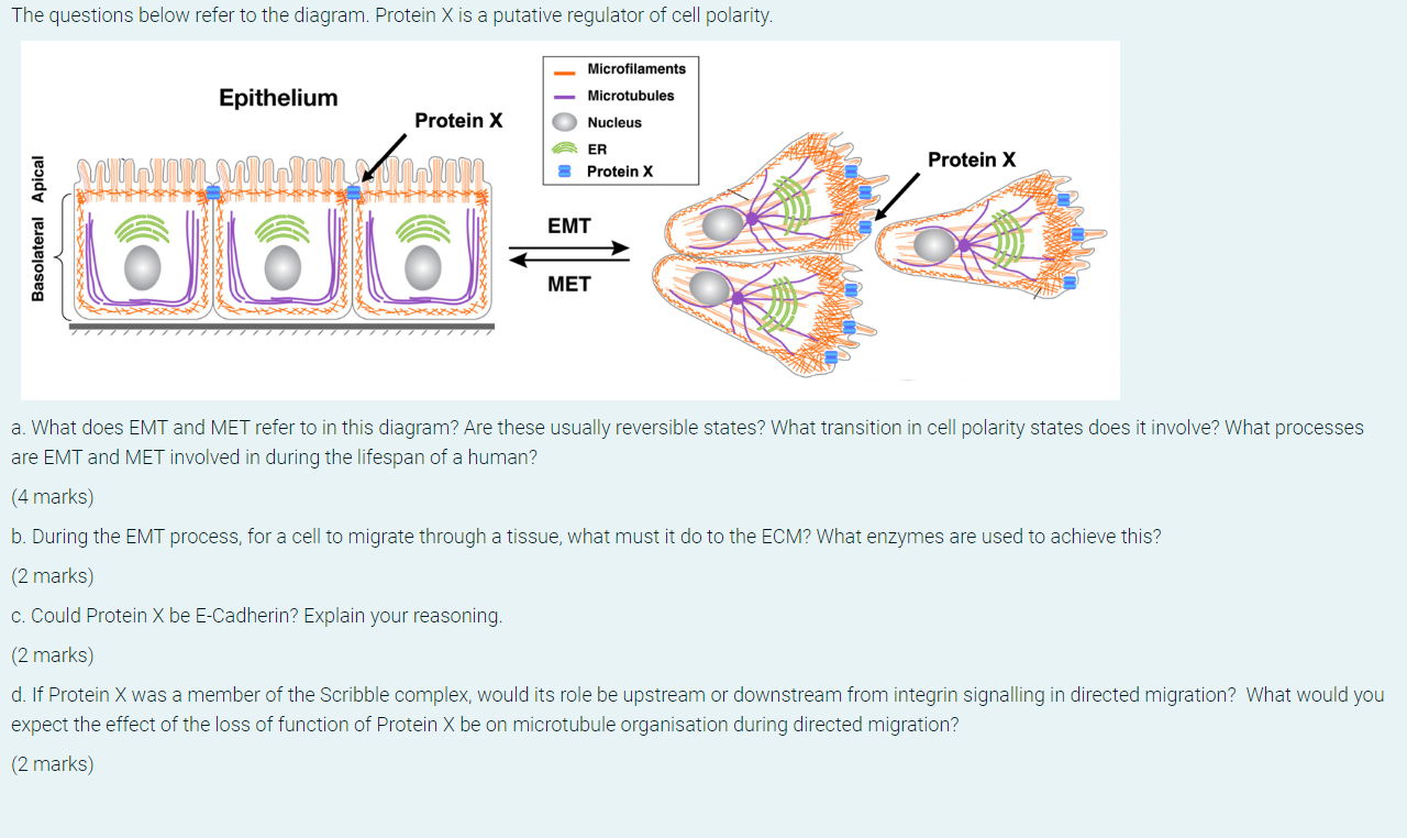 The Questions Below Refer To The Diagram Protein X Is A Putative Regulator Of Cell Polarity Epithelium Mum Protein X W 1