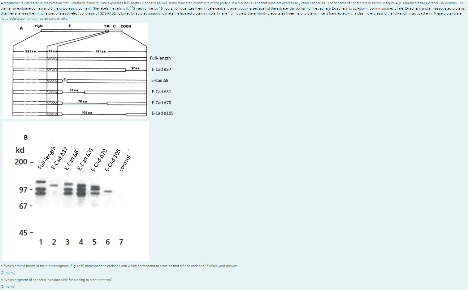 A Researcher Is Interested In The Proteins That E Cadherin Binds To She Expresses Full Length E Cadherin As Well Some T 1