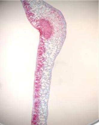 Can You Please Help Me Drawing And Labeling Dicot Leaf Cross Section Diagram 1