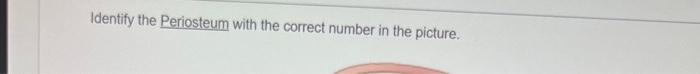 Identify The Periosteum With The Correct Number In The Picture 9 50 4 1