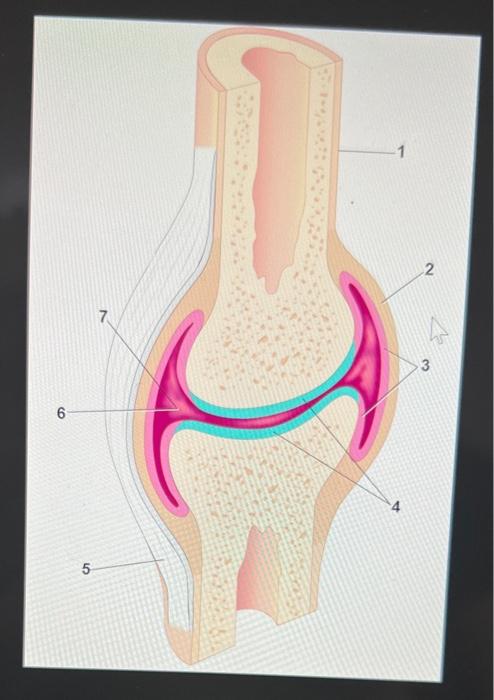 Identify The Periosteum With The Correct Number In The Picture 9 50 4 2