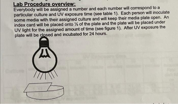 1 Which Culture Should Be Able To Survive The Longest Exposure To Uv Sa Or Bs Why 2 Do You Expect To See A Differe 2
