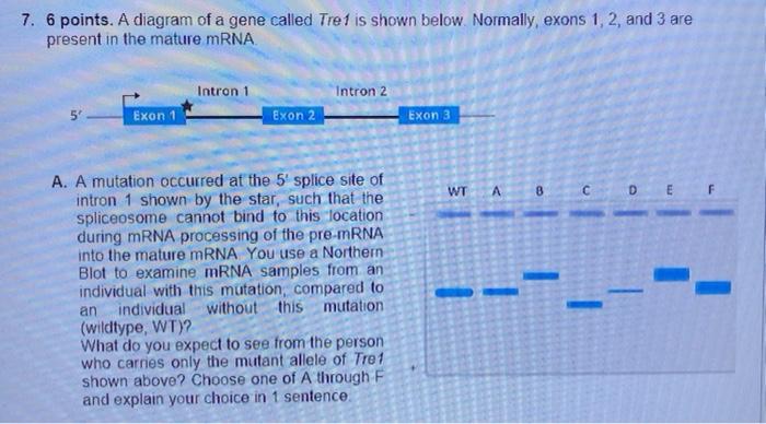 7 6 Points A Diagram Of A Gene Called Tre1 Is Shown Below Normally Exons 1 2 And 3 Are Present In The Mature Mrna 1