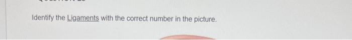 Identify The Ligaments With The Correct Number In The Picture 2 3 1