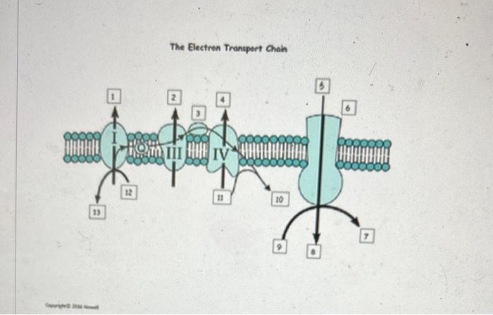 Label All The 1 13 Components Of Ets From The Following Options H Cyt C Synthesize Atp Adp Pi Atp H2o Nadh Na 4