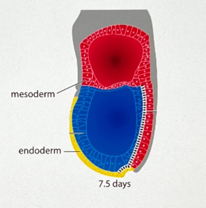 Predict The Outcome Will The Embryo Develop Into An Adult Mouse If You Extract A Few Mesoderm Cells Labeled Below In 1