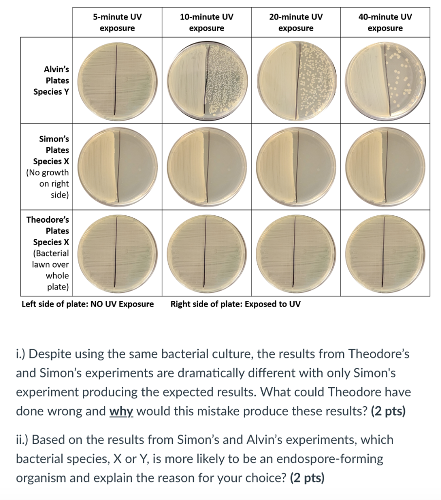 Examine The Plates From Alvin Theodore And Simon S Uv Light All Three Students Used The Same Reliable Uv Light Source 1