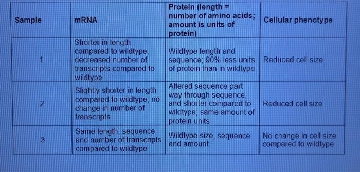 Sample 2 Mrna Shorter In Length Compared To Wildtype Decreased Number Of Transcripts Compared To Wildtype Slightly Shor 1