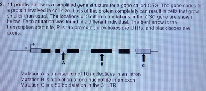 Sample 2 Mrna Shorter In Length Compared To Wildtype Decreased Number Of Transcripts Compared To Wildtype Slightly Shor 2