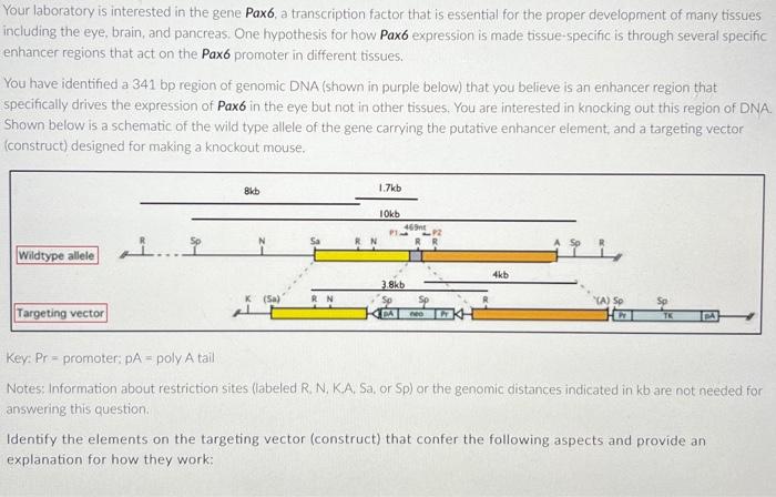 B Positive Selection 2