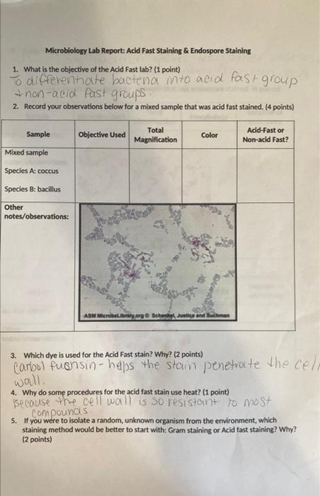 Microbiology Lab Report Acid Fast Staining Endospore Staining 1 What Is The Objective Of The Acid Fast Lab 1 Point 1