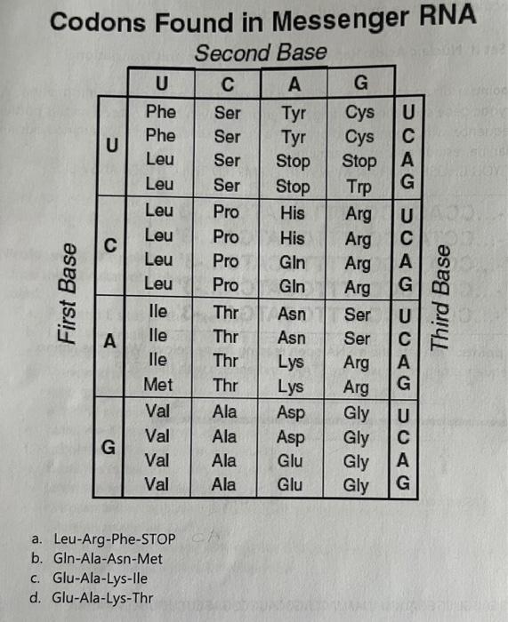Dna Template Code Is 3 Ctc Cgc Ttt Tag 5 What Is The Sequence Of The Peptide Codons Found In Messenger Rna Second 2