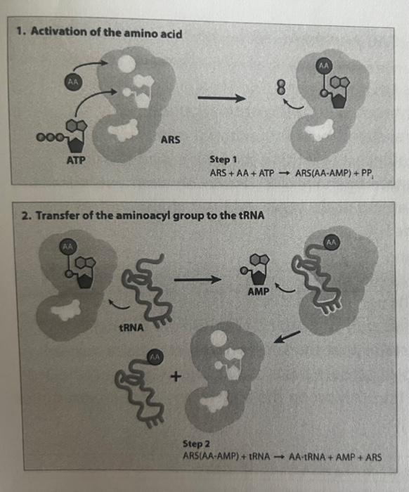 The Coding Strand Of Dna Has The Following Sequence 5 Atg Ccc Ttc Aga Act 3 Give The Anti Codon Sequence And List 2