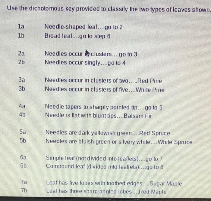 Use The Dichotomous Key Provided To Classify The Two Types Of Leaves Shown La 1b 2a 2b 3a 3b 4a 4b Sa 5b 6a 6b 7a 7b Ne 1