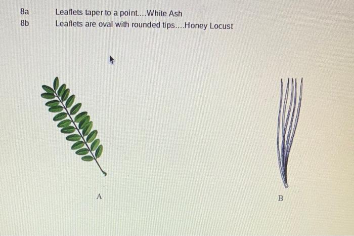 Use The Dichotomous Key Provided To Classify The Two Types Of Leaves Shown La 1b 2a 2b 3a 3b 4a 4b Sa 5b 6a 6b 7a 7b Ne 2