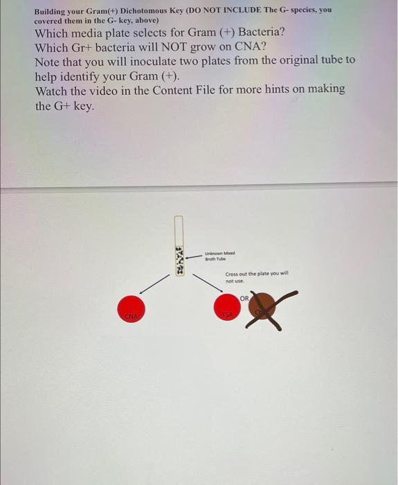 Building Your Gram Dichotomous Key Do Not Include The G Species You Covered Them In The G Key Above Which Media 1