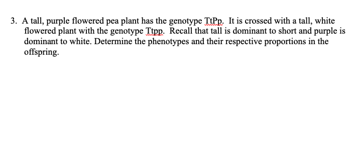 3 A Tall Purple Flowered Pea Plant Has The Genotype Ttpp It Is Crossed With A Tall White Flowered Plant With The Gen 1