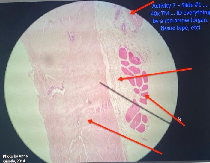 1 What Are The Four Tissues Organs Pointed To By The Red Arrows On Slide 1 What Visual Clues Did You Use To Make Your 2