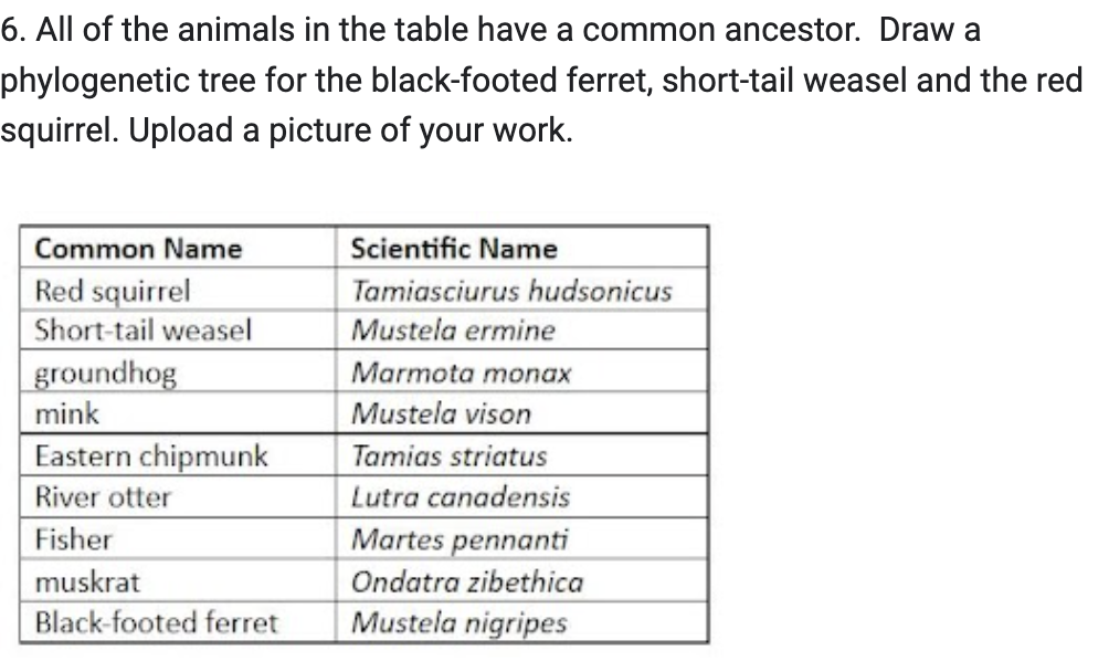 6 All Of The Animals In The Table Have A Common Ancestor Draw A Phylogenetic Tree For The Black Footed Ferret Short T 1